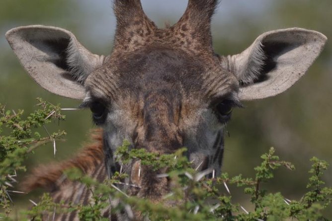 10 Days Migration Luxury Safari - Key Things That Make This 10-Day Safari Work