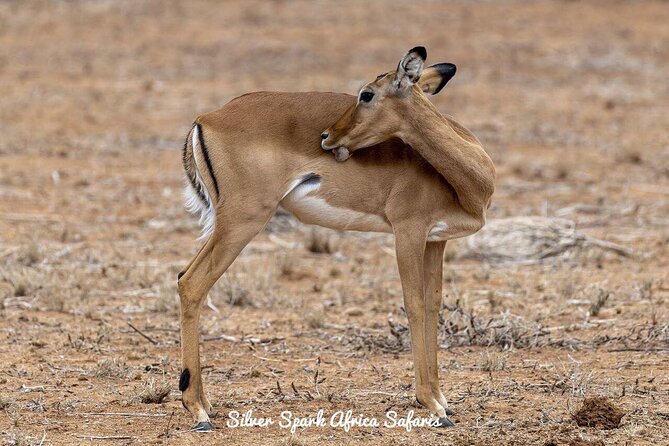 11-Day Serengeti, Maasai Mara, Tarangire, Amboseli Park - Key highlights worth your attention