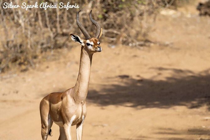 11-Day Serengeti, Maasai Mara, Tarangire, Amboseli Park - Lake Elementaita and the hot-spring break you did not know you needed