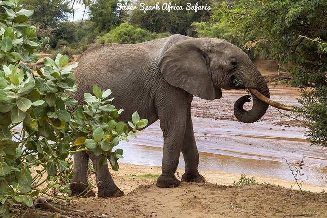 11-Day Serengeti, Maasai Mara, Tarangire, Amboseli Park - Serengeti days 8 and 9: why two full drive days beat a quick stop