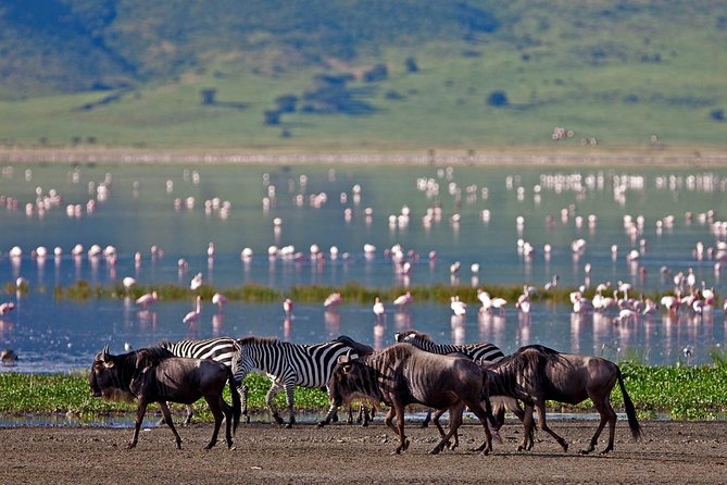 11-Days Best of Kenya & Tanzania Big 5 Safari on a 4x4 Jeep - The 4x4 jeep and guide setup, and how it affects your sightings
