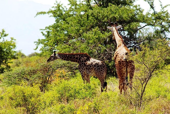 11-Days Best of Kenya & Tanzania Big 5 Safari on a 4x4 Jeep - Nairobi warm-up: arriving, orienting, then heading out