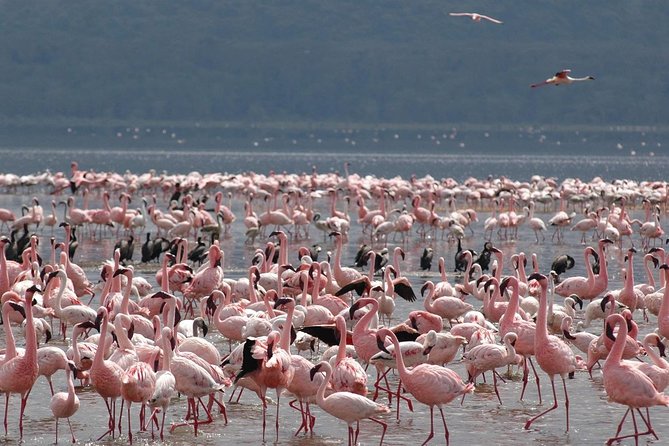 11-Days Best of Kenya & Tanzania Big 5 Safari on a 4x4 Jeep - Lake Nakuru and the black rhino focus