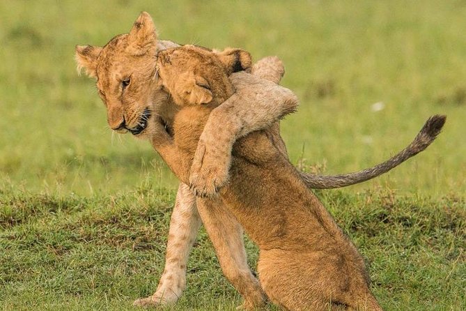 11-Days Best of Kenya & Tanzania Big 5 Safari on a 4x4 Jeep - Masai Mara: two different Mara days, including Mara River timing