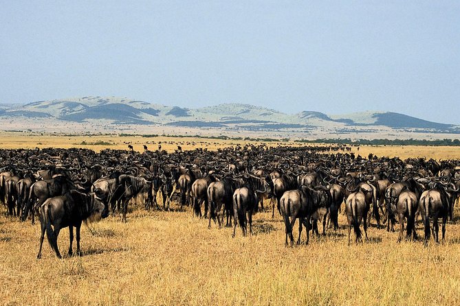 11-Days Best of Kenya & Tanzania Big 5 Safari on a 4x4 Jeep - Serengeti: border handoff and a big open-plains rhythm