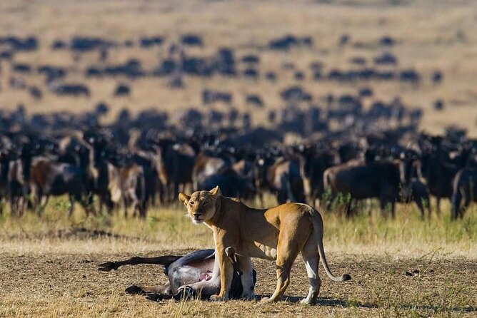 11 Days Guided Group Safari in Kenya And Tanzania - Key Highlights to Know Before You Go