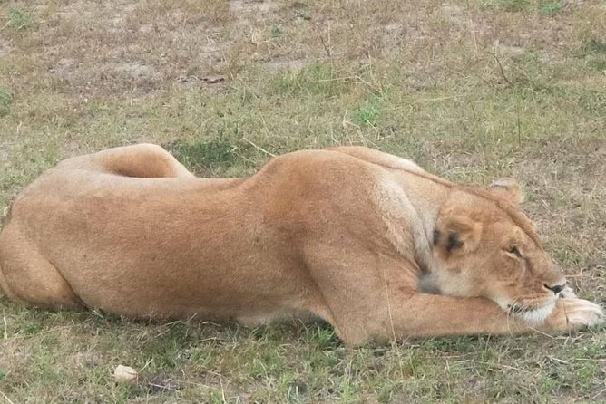 11 Days Guided Group Safari in Kenya And Tanzania - Day 6: Arusha, Border Formalities, and Reset Time