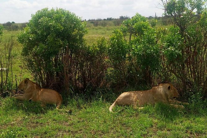 11 Days Guided Group Safari in Kenya And Tanzania - Day 7 to 8: Lake Manyara’s Tree-Climbing Lions, Then the 2,000-Foot Crater Descent at Ngorongoro