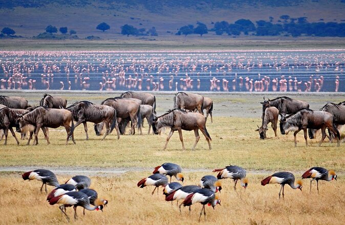11 Days Guided Group Safari in Kenya And Tanzania - Days 9 to 10: Serengeti Game Drives and the Olduvai Gorge Museum Stop