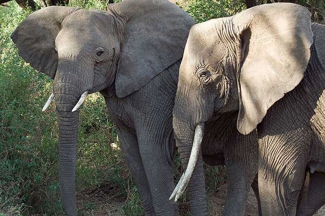 11 Days Guided Group Safari in Kenya And Tanzania - Day 11: Final Morning in Nairobi