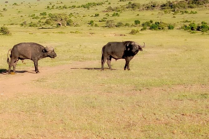 11 Days Guided Group Safari in Kenya And Tanzania - Price and Value: What $2,400 Buys You, and What It Does Not