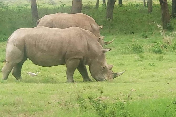 11 Days Guided Group Safari in Kenya And Tanzania - Day 1 to 2: Nairobi to Maasai Mara, Then a Full Day of Game Viewing