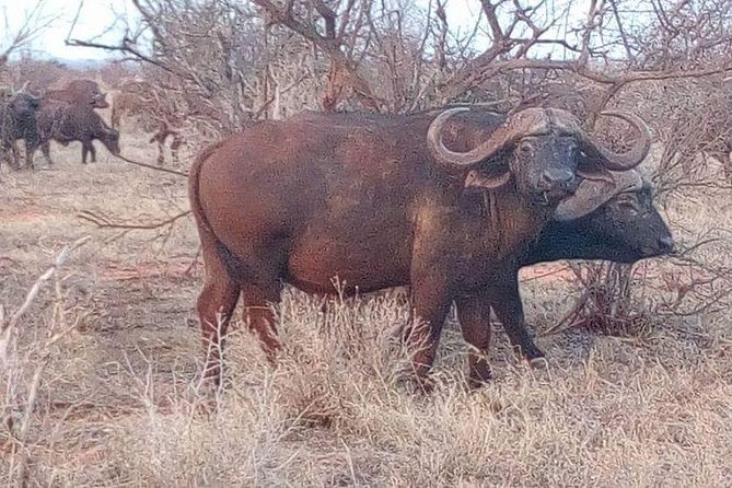 11-Days Kenya Zanzibar Safari - Maasai Mara Days 6 and 7: Two Game-Drive Mornings and River Wildlife