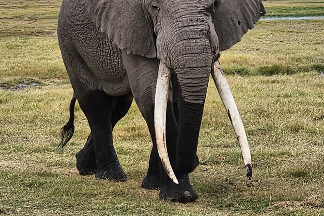 11 Days Private Tour to Explore Amboseli and Samburu - Entering the route: why this 11-day mix feels efficient