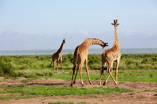 11 Days Private Tour to Explore Amboseli and Samburu - Tsavo East National Park: Big Five chances plus birds and the Galana River
