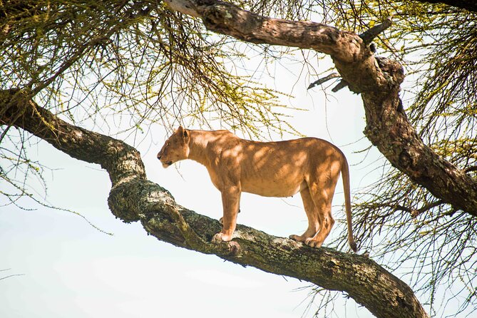 12 Days Best Of Kenya and Tanzania Safari - Luxury - Serengeti National Park: border logistics, vehicle exchange, and full-day drives