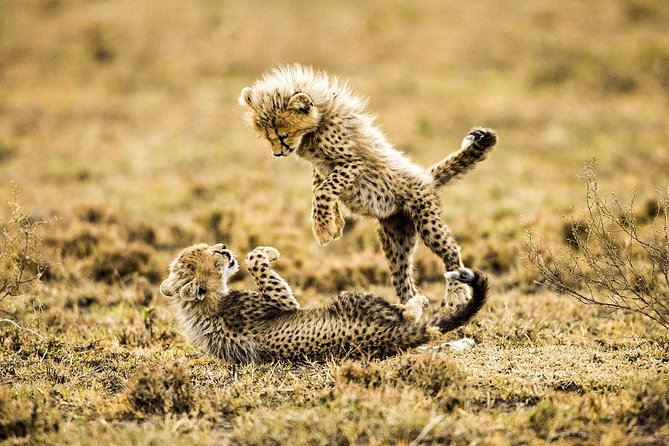 12 Days Best Of Kenya and Tanzania Safari - Luxury - Ngorongoro Crater rim luxury and the crater floor game drive