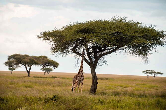 12 Days Best Of Kenya and Tanzania Safari - Luxury - Amboseli National Park: a Kenya finale with lodge stays inside the reserve