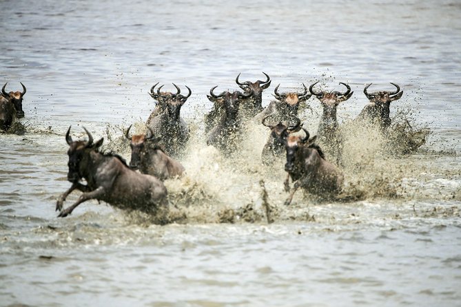 12 Days Best Of Kenya and Tanzania Safari - Luxury - Comfort that matters: meals, water, and what luxury actually includes here