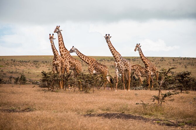 12 Days Best Of Kenya and Tanzania Safari - Luxury - Day 1 in Nairobi: your “buffer day” before the wildlife starts