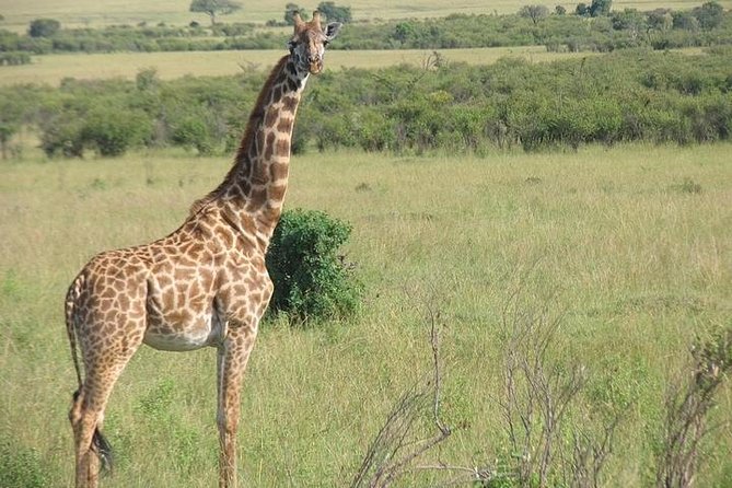 12 Days Kenya and Tanzania Budget Private Safari from Nairobi - Ngorongoro crater at sunrise, then Lake Manyara and Tarangire