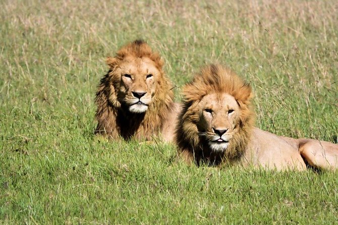12 days Kenya and Tanzania safari private lodge from Nairobi - The route that makes a Kenya and Tanzania safari actually work in 12 days