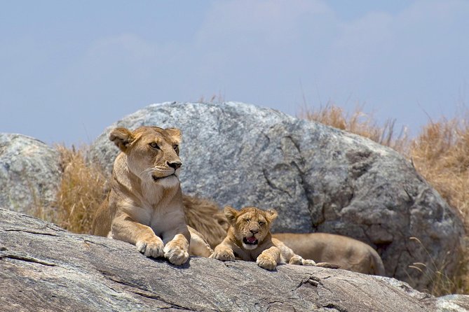 12 Days Kenya & Tanzania Safari Private Lodge Safari from Nairobi - Serengeti Full Days: Plains Time, Late Drives, Hippo Pool, and Seronera