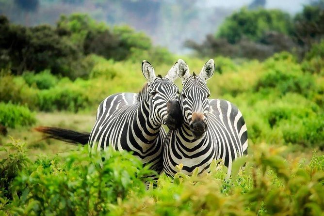 12 Days Kenya Tanzania wildlife Joining Tour - Key things to know before you go