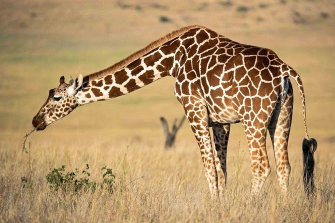 12 Days Kenya Tanzania wildlife Joining Tour - Tarangire with a Lake Manyara en route stop: baobabs and dry-season drama