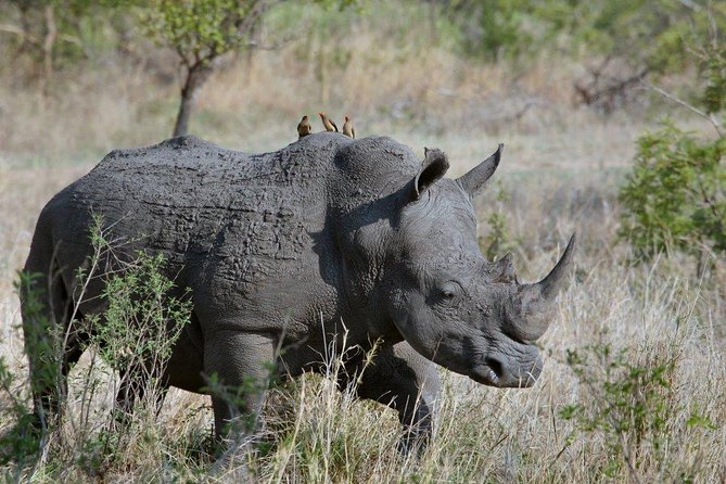 12 Days Kenya Tanzania wildlife Joining Tour - Lake Nakuru: rhino odds plus birdwatcher-friendly viewing
