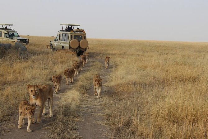 13-Day Private Wildlife Safari Tour of Kenya and Tanzania - Why This Kenya and Tanzania Route Feels Efficient