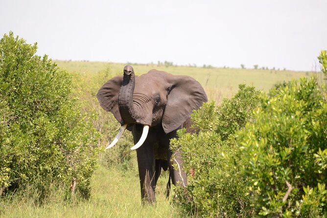 13-Day Private Wildlife Safari Tour of Kenya and Tanzania - Lake Nakuru National Park: 180 sq km, Rhino, and a Birding Magnet