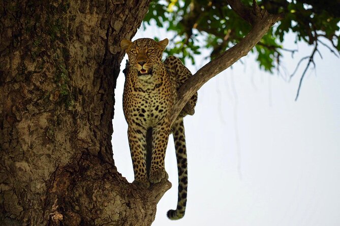 13-Day Private Wildlife Safari Tour of Kenya and Tanzania - Serengeti Game Drives: Two Million Wildebeest and a Lot of Prey