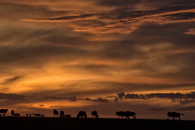 13-Day Private Wildlife Safari Tour of Kenya and Tanzania - Nairobi Start: 7:00 am Pickup, Briefing, and the First Safari Day