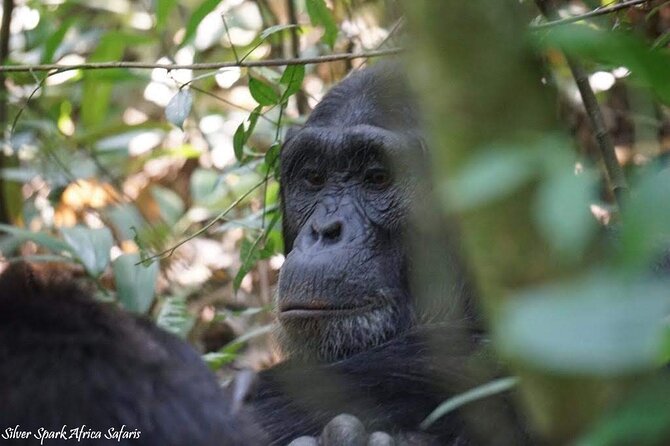 13-Day Uganda Mgahinga Gorilla Trek, Maasai Amboseli Park - Why This 13-Day Mix of Kenya Safari and Uganda Gorillas Makes Sense