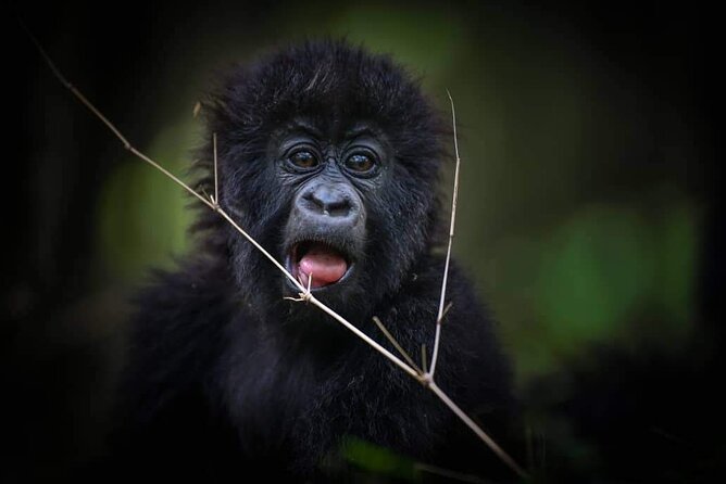 13-Day Uganda Mgahinga Gorilla Trek, Maasai Amboseli Park - Days 2-3 Maasai Mara: Acacia Country, Big Five Focus, and Full-Day Drive Time