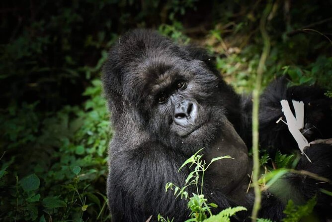 13-Day Uganda Mgahinga Gorilla Trek, Maasai Amboseli Park - Day 4 Lake Nakuru: Flamingos, Rift Valley Viewpoints, and Rhino Country Timing