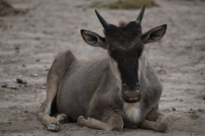 13 Days Best of Kenya and Tanzania BudgetSafari - The Namanga border day and Arusha Village Experience timing reality