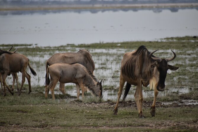 13 Days Best of Kenya and Tanzania BudgetSafari - Serengeti and Olduvai Gorge: classic plains, big cat energy