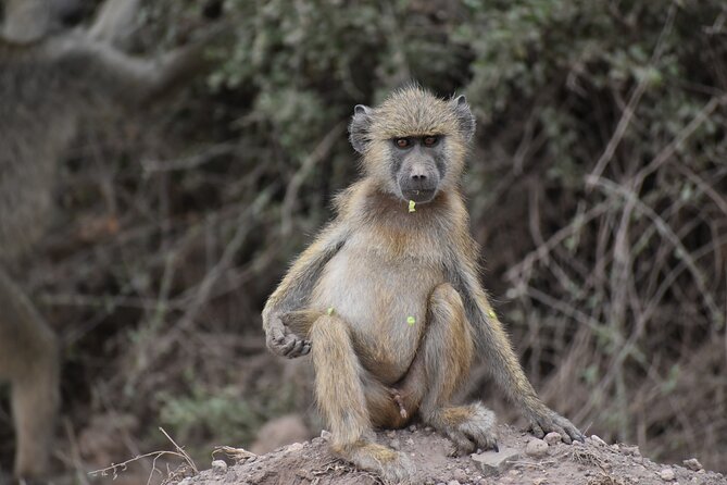 13 Days Best of Kenya and Tanzania BudgetSafari - Ngorongoro crater day: the 2000 ft descent that changes your viewpoint