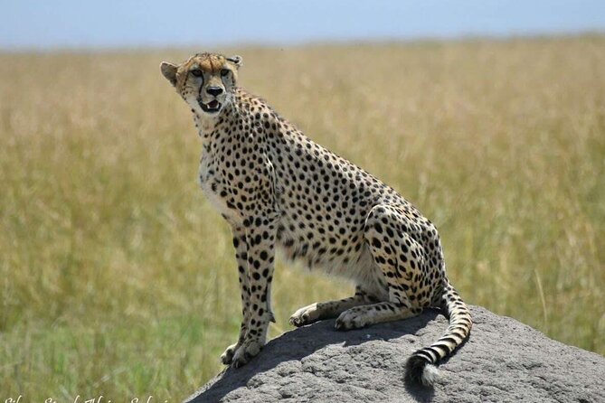 14-Day Serengeti Maasai Mara Amboseli Tarangire Zanzibar - Serengeti: Open Plains, Big Cats, and Two Full Days of Game Drive Time