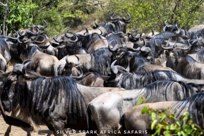 14-Day Serengeti Maasai Mara Amboseli Tarangire Zanzibar