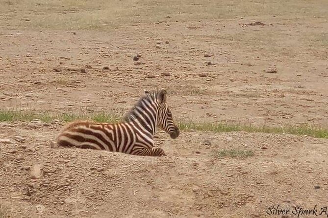 14-Day Serengeti Maasai Mara Amboseli Tarangire Zanzibar - Ngorongoro Conservation Area: Crater Rim Views and Olduvai Gorge History
