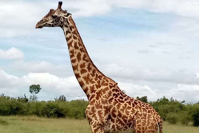 14-Day Serengeti Maasai Mara Amboseli Tarangire Zanzibar - Fly to Zanzibar: Stone Town Charm and Beach Time Without Rush