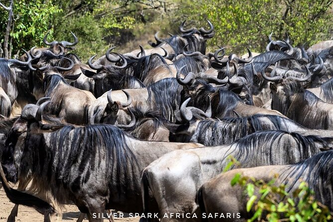 14-Day Serengeti Maasai Mara Amboseli Tarangire Zanzibar - Rift Valley Soda Lakes: Lake Nakuru Birds and Lake Elementaita’s Hot Spring Break