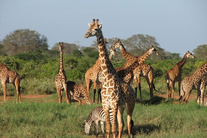 14-Days Kenya and Tanzania Camping Safari from Nairobi - Serengeti National Park: long game-drive days and one clear campsite night