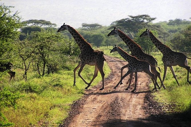 14-Days Kenya and Tanzania Camping Safari from Nairobi - Ngorongoro Crater: early rim-to-floor structure for better viewing