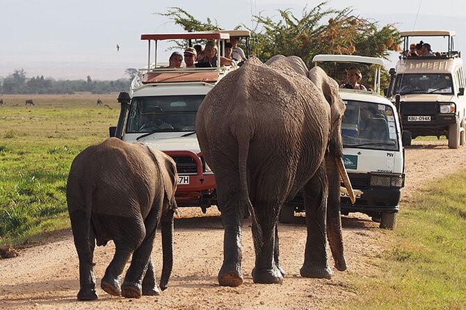 2-Day all inclusive safari to Amboseli National park from Nairobi - AA Amboseli Lodge: staying close to the park entry for more safari time