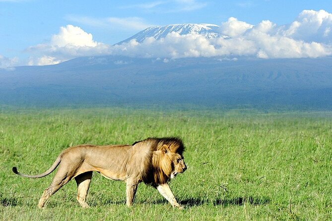 2-Day all inclusive safari to Amboseli National park from Nairobi - Day 1 at 4 pm: your first open-roof game drive and the sunset effect