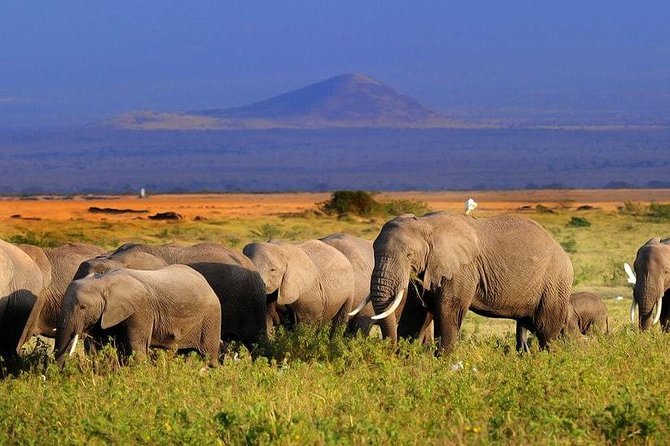 2-Day Amboseli National Park Safari- Daily Departures - Day 1: Nairobi to Amboseli, With an Evening Drive That Pays Off